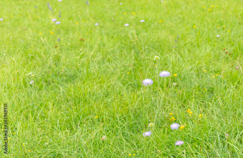 green grass with flowers