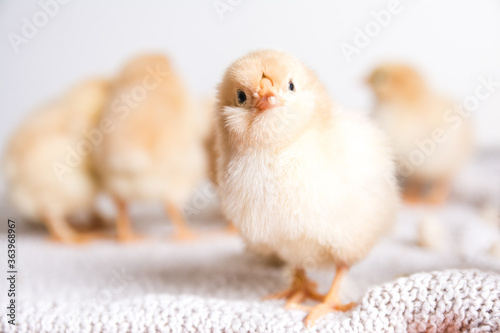 Selective focus shot of a baby chicken © Branimir