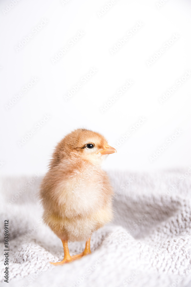 Fototapeta premium Baby chicken on a white background