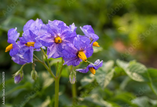 Blooming potatoes, blue flowers. The nightshade family. Natural, environmentally friendly product.