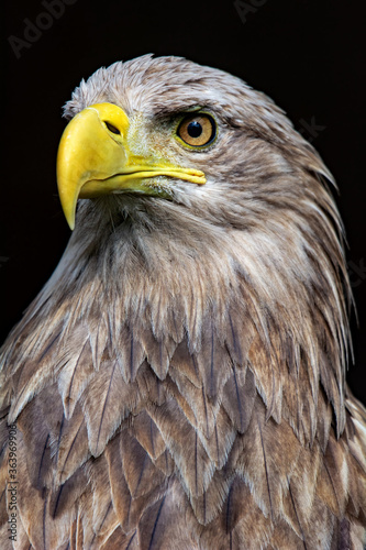 White-tailed eagle, portrait of a bird
