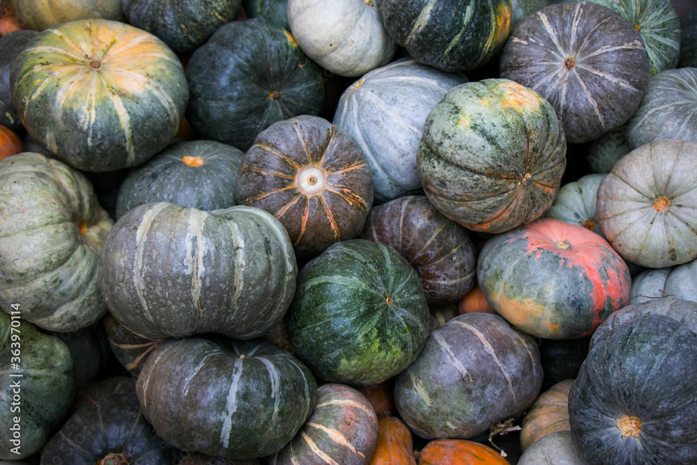 Texture of the pumpkin background, pumpkins on the market, pumpkins lying in rows.