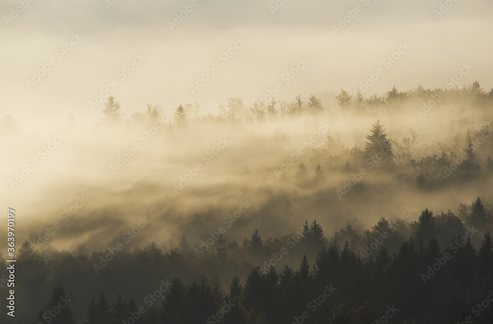 Forest in the morning mist in the mountain. Spruce tops in fog in autumn. Forest in the morning mist in the mountain. Spruce tops in fog in autumn.
