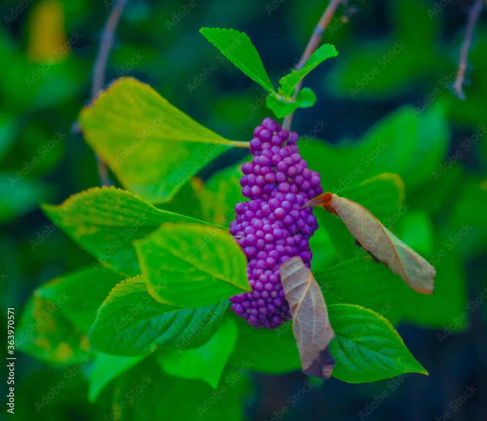beauty berry in the garden nature florida beauty berry in the garden nature florida