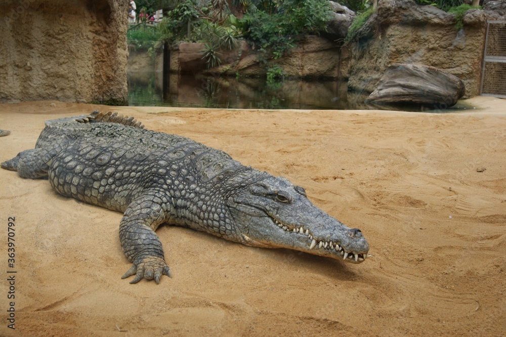 crocodile crocodile
