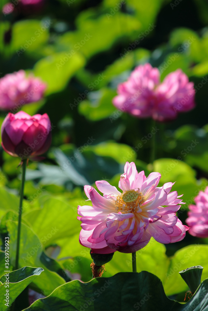 Fototapeta premium 蓮の花