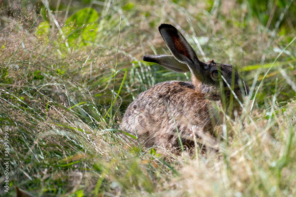 Fototapeta premium Brown hare hiding in the grass