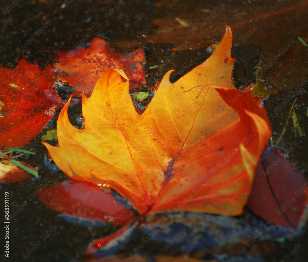 Fallen leaves of sycamore tree float on surface of water Fallen leaves of sycamore tree float on surface of water