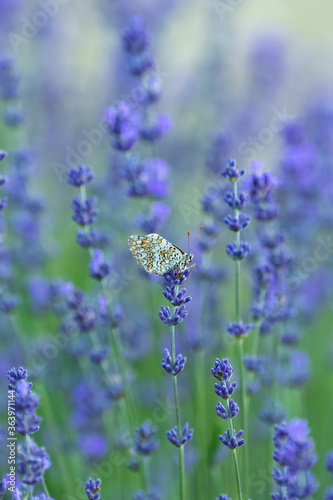 Butterfly in a lavender field in Provence, colorful background in spring 