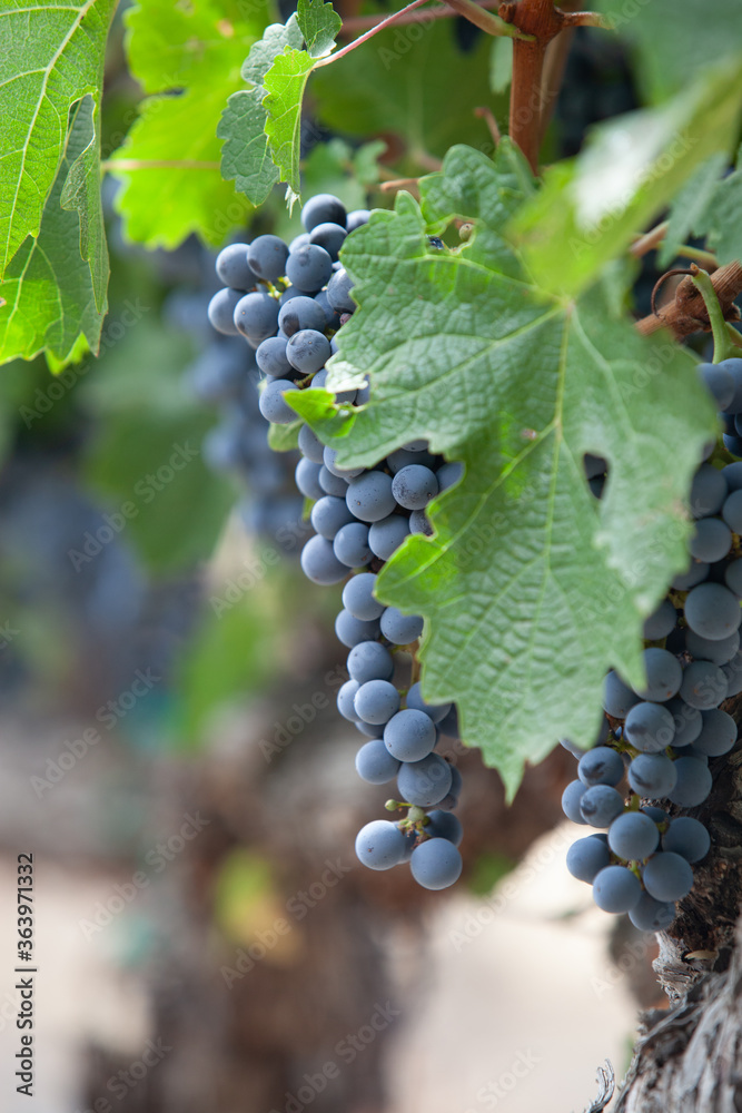 Wine Grapes 