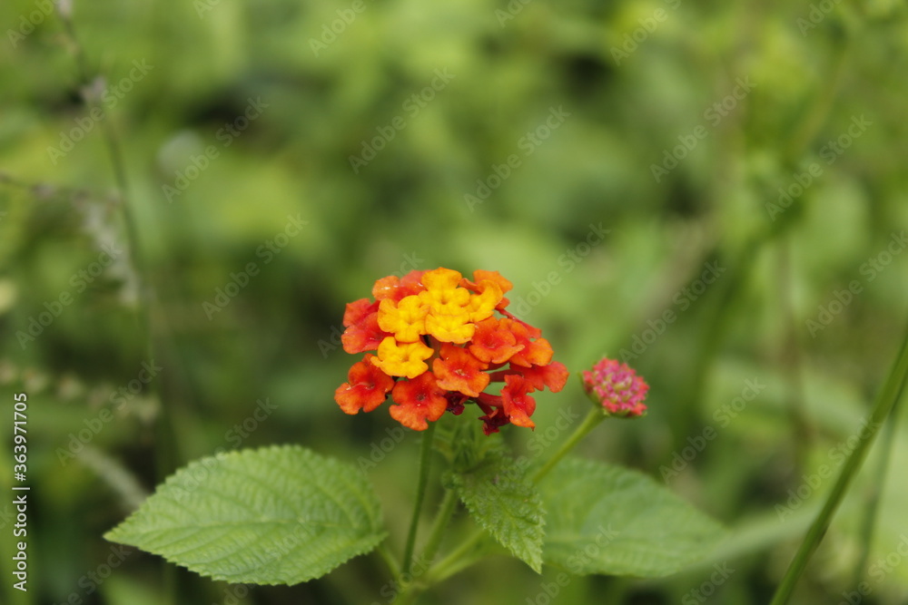 red and yellow flowers red and yellow flowers