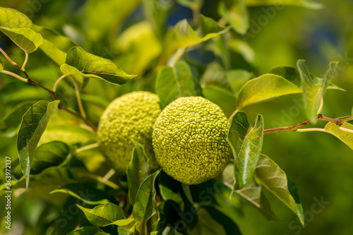 The fruits of maclura pomifera (osage orange, horse apple, adam's apple) grow in the wild on a tree. Fruits are used in alternative medicine. photo