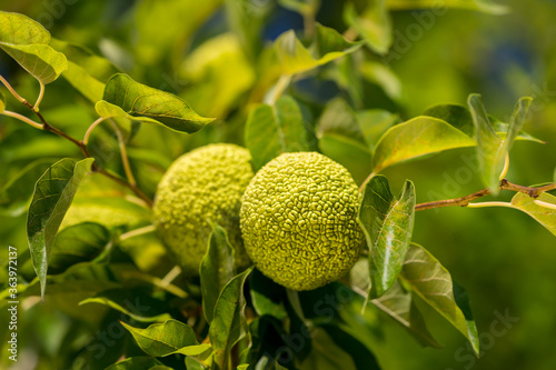 Fotografía The fruits of maclura pomifera (osage orange, horse apple, adam's apple) grow in the wild on a tree