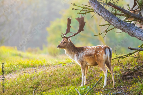 Fallow deer stag Dama Dama in a forest photo
