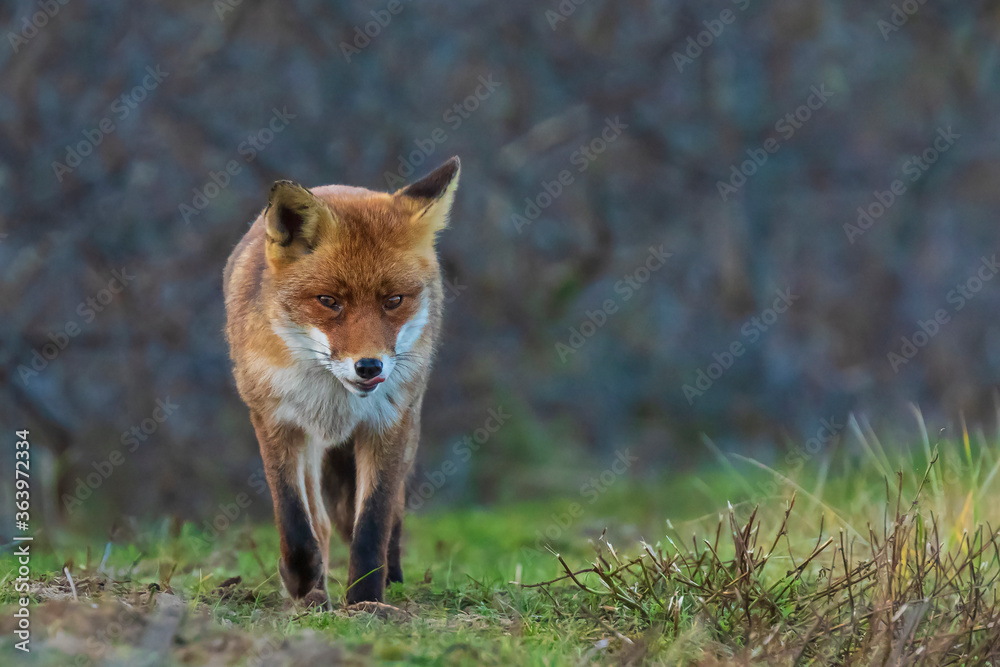 Wild red fox Vulpes Vulpes
