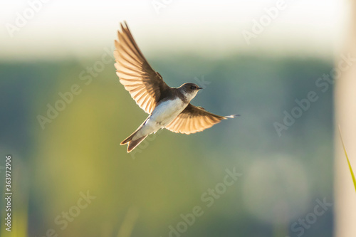 Sand martin, bank swallow Riparia riparia in flight nesting