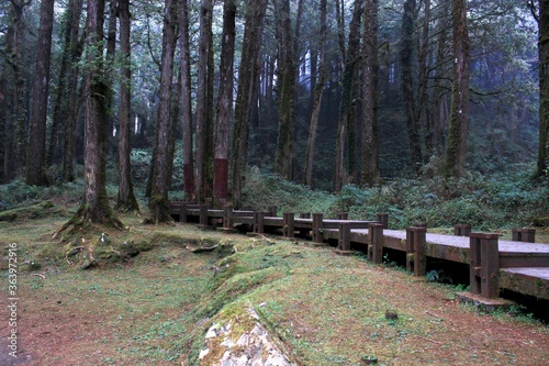 Boardwalk path in the forest trail