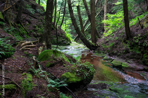 Mountain river in a green forest. Clear stream with stones and trees around