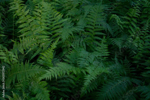 Close up of green ferns in a forest. Background made from green fern leaves