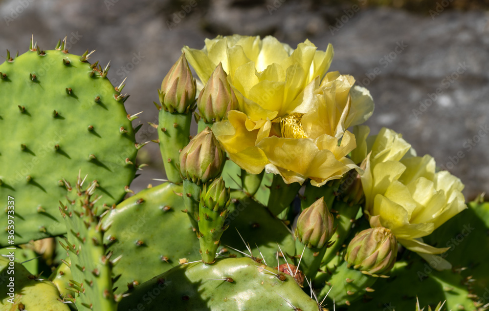Opuncja ciemnociernista, Desert prickly pear Opuncja ciemnociernista, Desert prickly pear