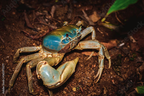 wild blue crab