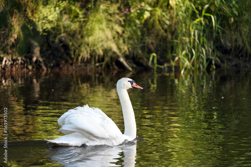 Schwan Schwan