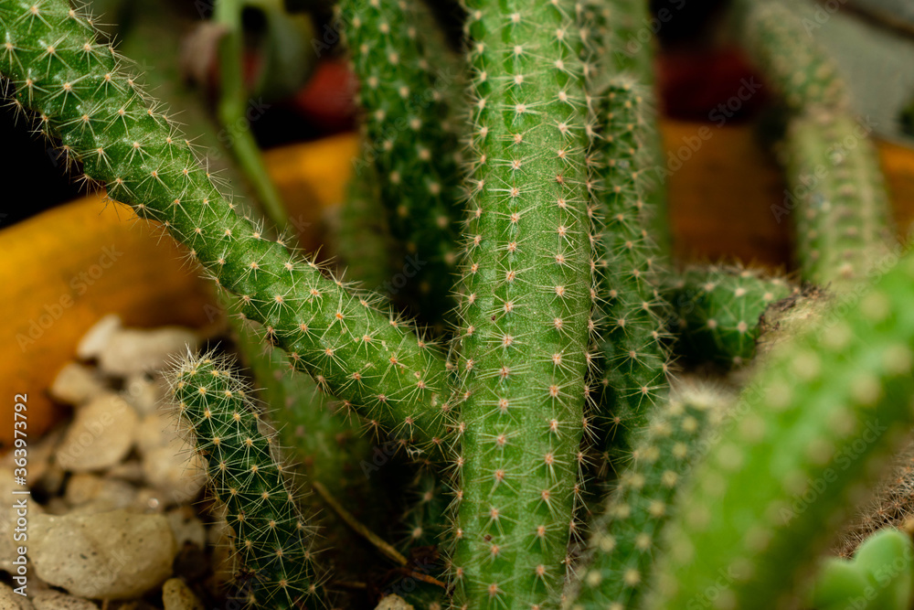 primer plano de cactus verde con espinas en maceta con piedras primer plano de cactus verde con espinas en maceta con piedras