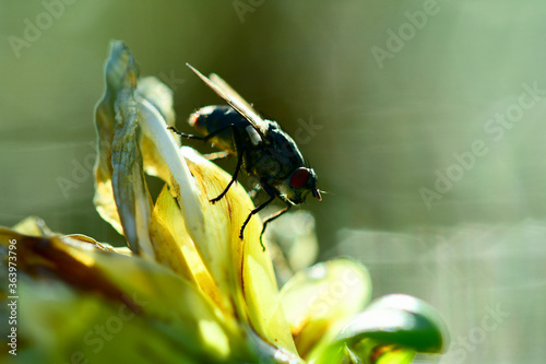 Macro of a Blow fly (Calliphoridae family).  Selective focus, shallow depth of field.