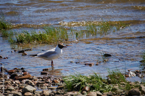 Leningrad region. Komarovo. Baltic Sea. Small gull stands in the water. Larus minutus photo