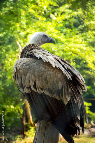 vulture in the zoo with green background