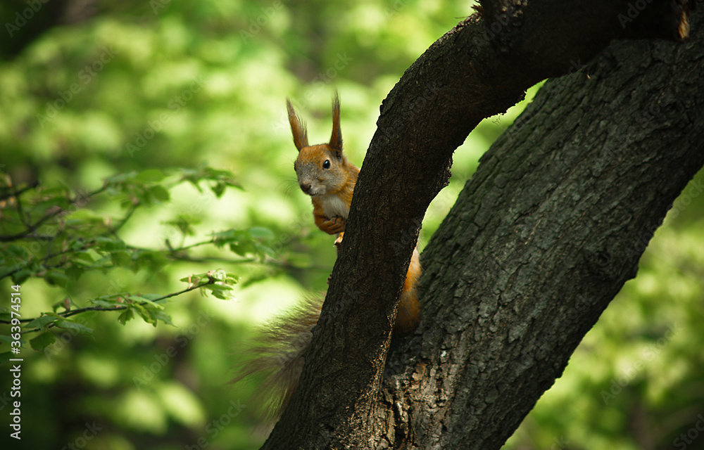 Beautiful squirrel peeps from behind a tree Beautiful squirrel peeps from behind a tree