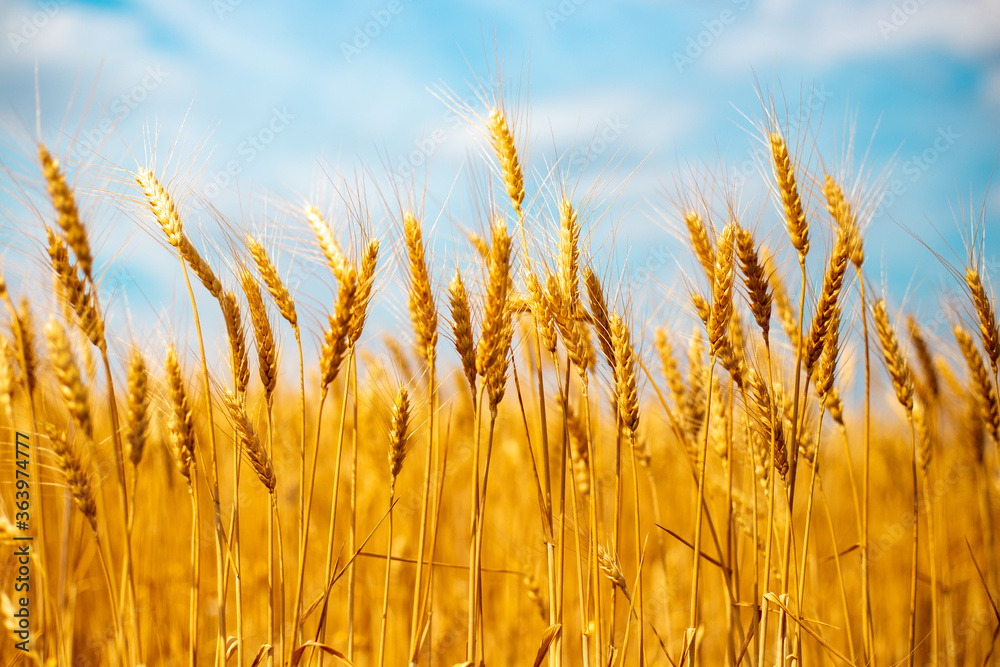 spikelets of ripened wheat in the fields of Russia, harvesting grain in the fall spikelets of ripened wheat in the fields of Russia, harvesting grain in the fall
