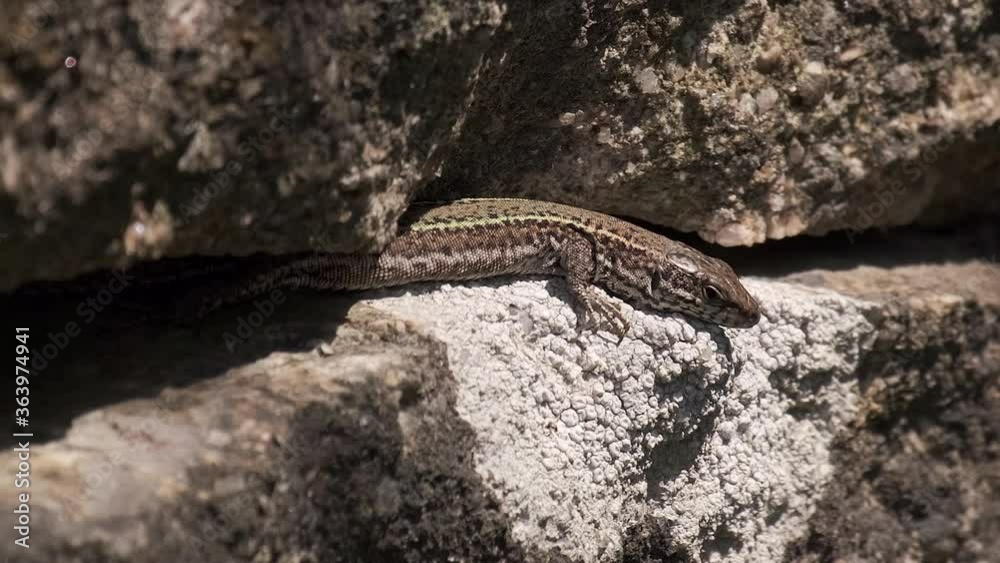 Iberian Wall Lizard (Podarcis hispanicus), emerging from crevice on old stone wall in rural Portugal. Close up. Iberian Wall Lizard (Podarcis hispanicus), emerging from crevice on old stone wall in rural Portugal. Close up.