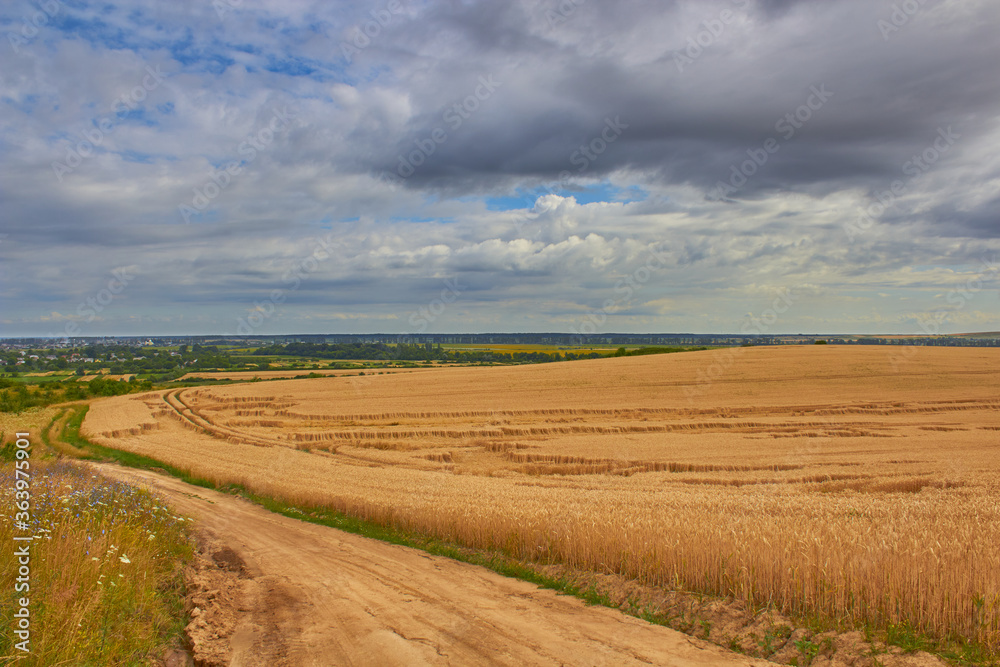 hills of ripe wheat,landscape of wheat field with road and lies spikelets after storm with black clouds hills of ripe wheat,landscape of wheat field with road and lies spikelets after storm with black clouds