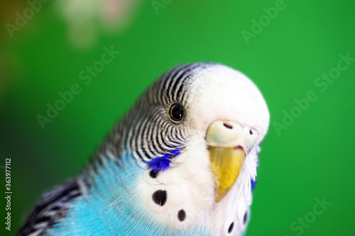 budgerigar or common parakeet, Ave-Undulata, or "Melopsittacus undulatus" is a small long-tailed parrot bird belonging to the Psittacidae family