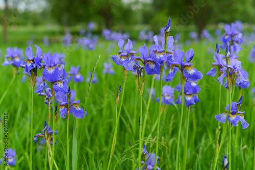 Blue iris flowers, lots of greenery and fresh style