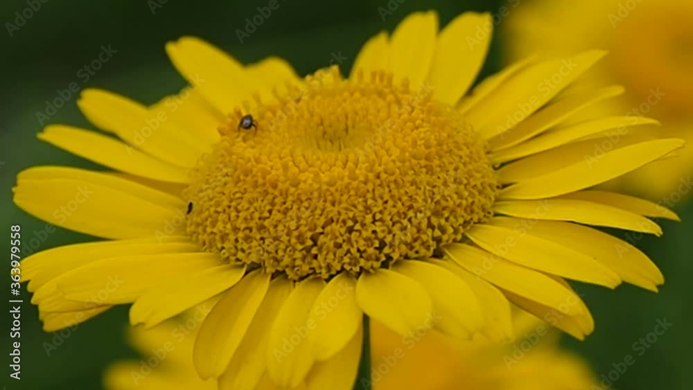 Yellow sun flower and insects collecting nectar. Gerbera flowers grew in the natural environment of the garden. Yellow sun flower and insects collecting nectar. Gerbera flowers grew in the natural environment of the garden.