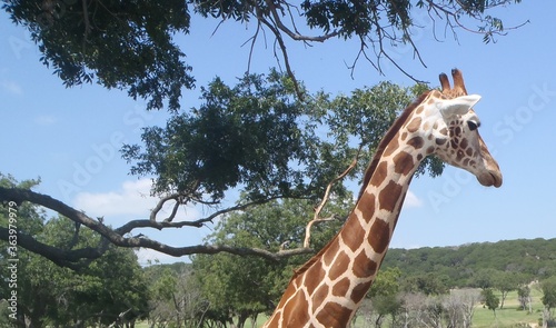 Giraffe in safari park in Texas 2014