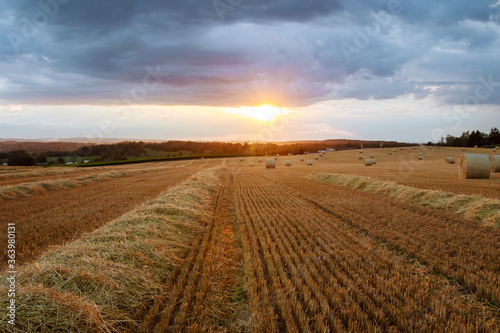 Round bales of straw on farmland a cloudy sky. Mowed field after harvesting wheat.