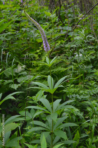 Veronicastrum flower in the forest photo