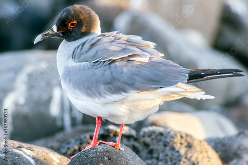 Swallow-tailed Gull Creagrus furcatus on the Galapagos Islands  photo