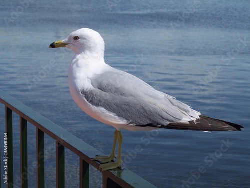 Seagull on railing in Florida 2006