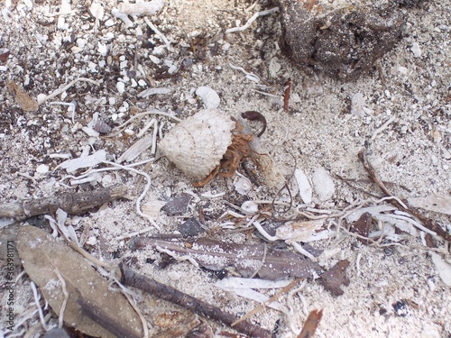 Hermit crab in white shell in Florida 2006