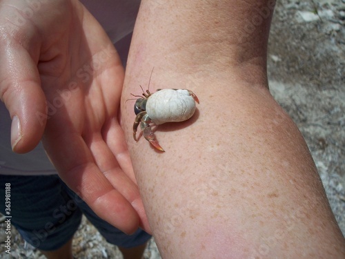 Hermit crab in white shell in Florida 2006