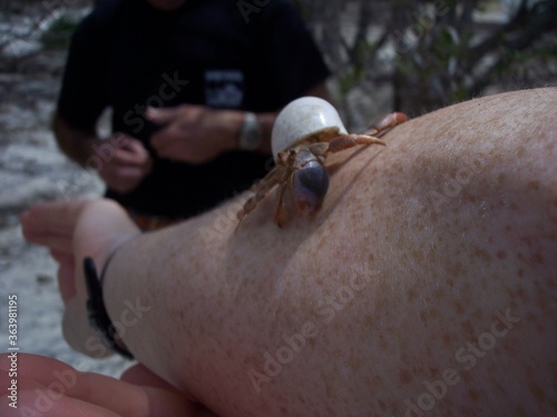 Hermit crab in white shell in Florida 2006