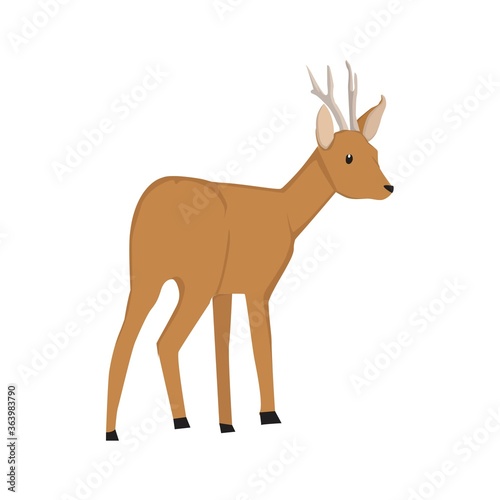 Roe Deer Illustration