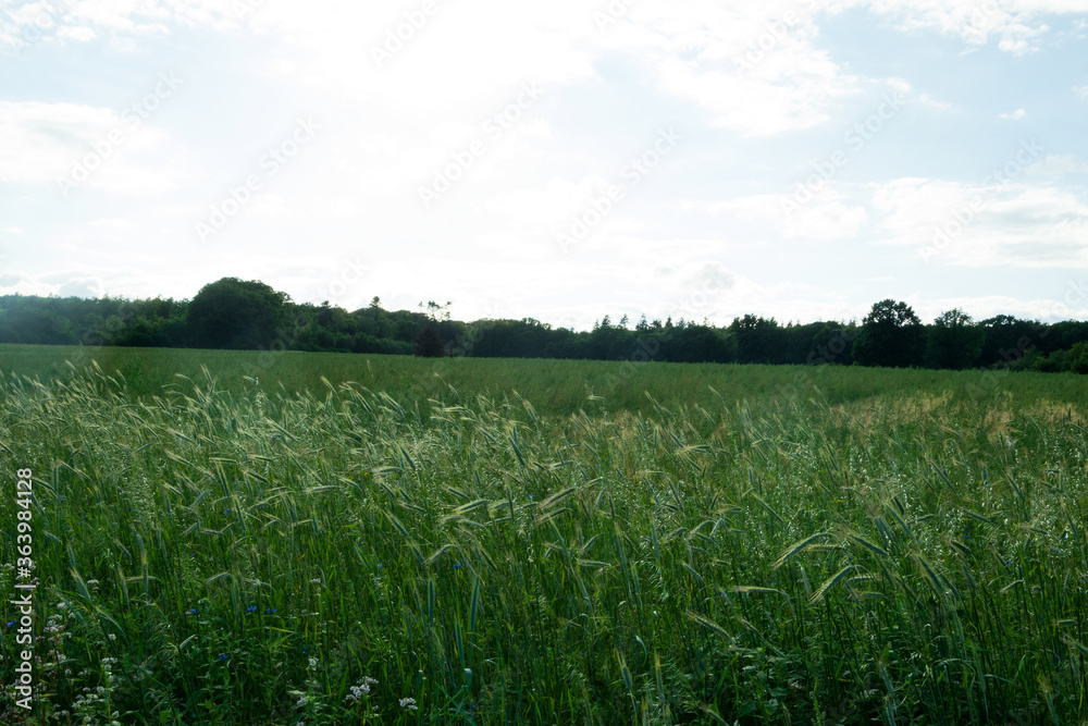 A beautiful grassland A beautiful grassland