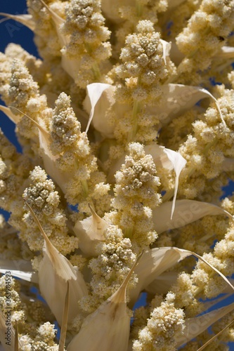 Tan Panicle bloom on Parry Beargrass, Nolina Parryi, Asparagaceae, native Perennial Woody Evergreen Shrub in Pioneertown Mountains Preserve, Southern Mojave Desert, Springtime. photo