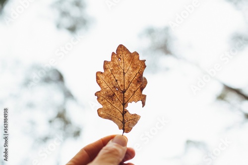 autumn leaves in the snow