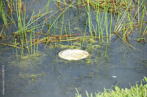 Garbage foam plate in the water